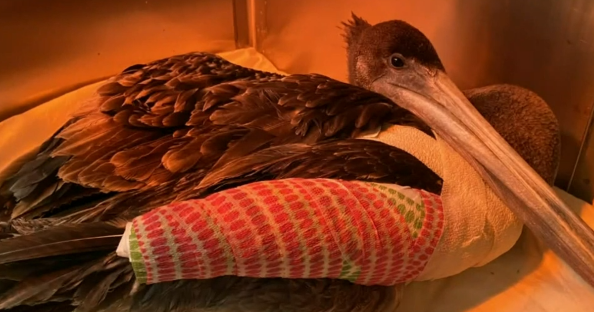 More than 30 pelicans found mutilated along California coastline CBS News
