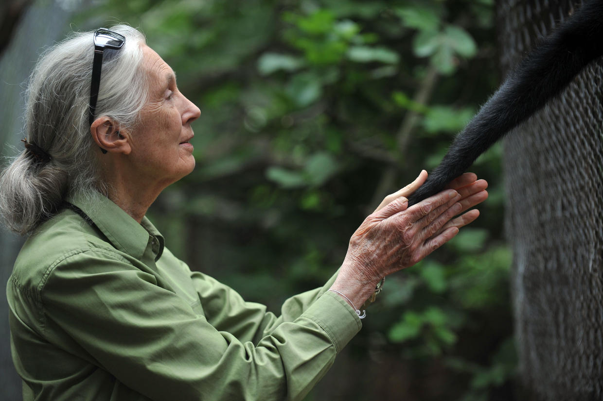 Dr. Jane Goodall Immersive Exhibition Coming To Natural History Museum