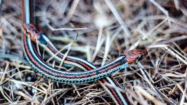 san-francisco-garter-snake.jpg 