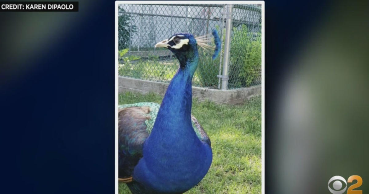 Green Bay family finds domesticated peacock in backyard, looking for owner