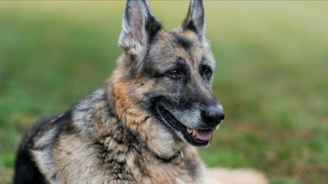 cbsn-fusion-biden-familys-dog-champ-dies-at-13-years-old-thumbnail-737548-640x360.jpg 