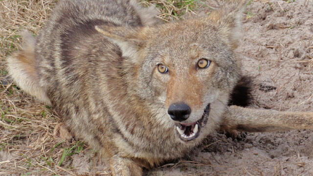 Florida-Coyote.jpg 