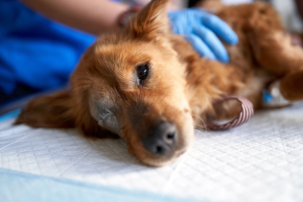 Sick and bitten dog, looking at the camera during medical check-up in a veterinary clinic. Veterinary control campaign. 