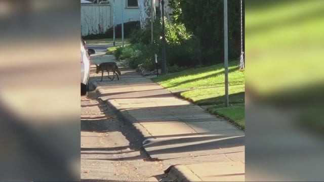 east-sac-coyote.jpg 
