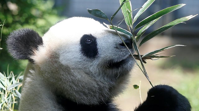 FILE PHOTO: A female giant panda named Shin Shin which zoo officials say may be pregnant is seen through a window at Ueno Zoological Park in Tokyo 