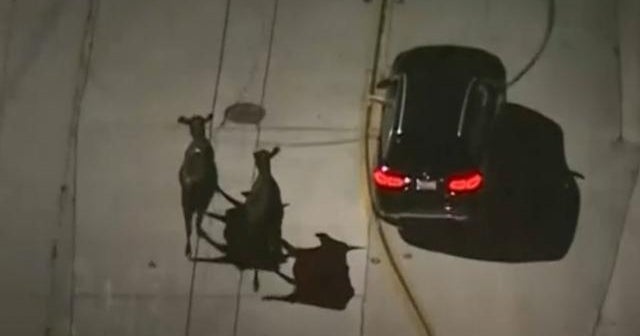 Herd of cows escape slaughterhouse and stampede through California