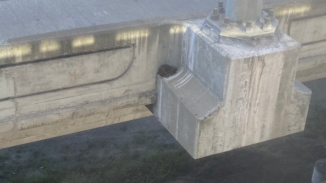 Kitten stranded high above the road