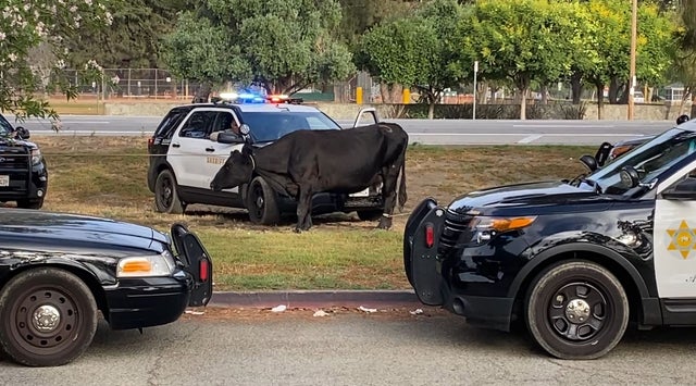 Final Missing Cow Which Escaped Meatpacking Plant Found In South El Monte Park 