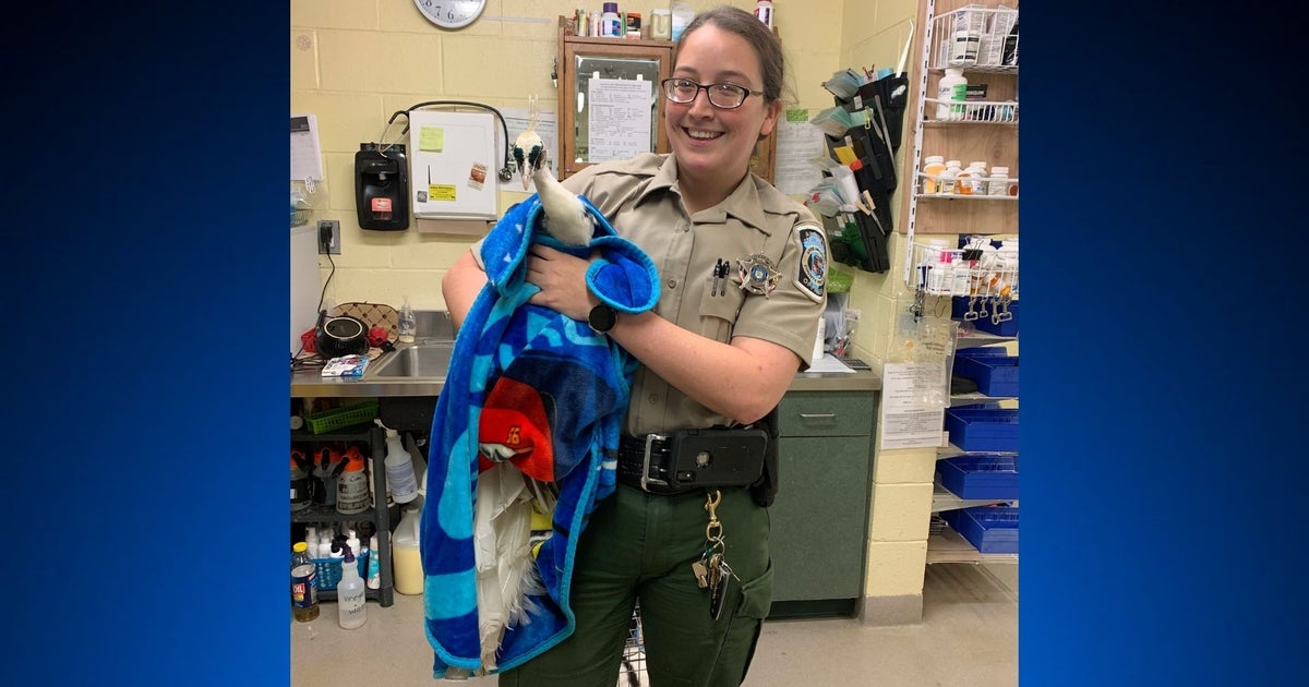Anne Arundel County Police Rescue Peacock Lost For Weeks - CBS Baltimore