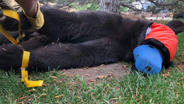 HIGHLANDS RANCH BEAR2 CPW 