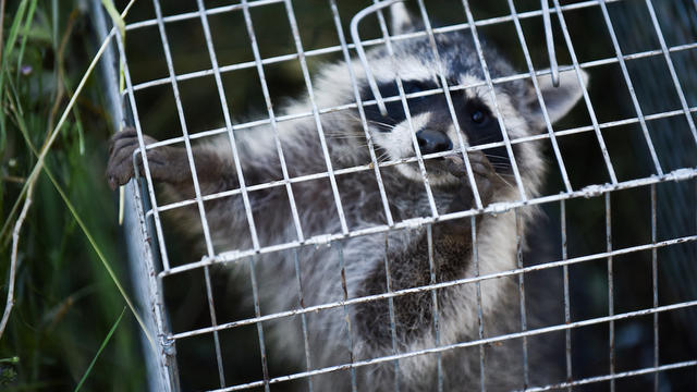 Raccoon-Trapping.jpg 