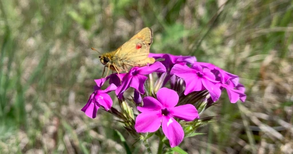 Minnesota Zoo Releases 700 Endangered Butterflies Back Into The Wild