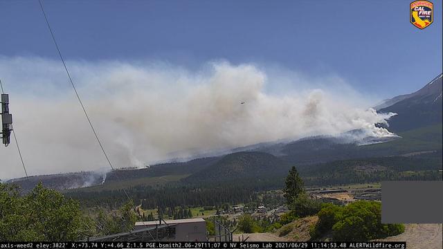 shasta-fire-weed.jpeg 