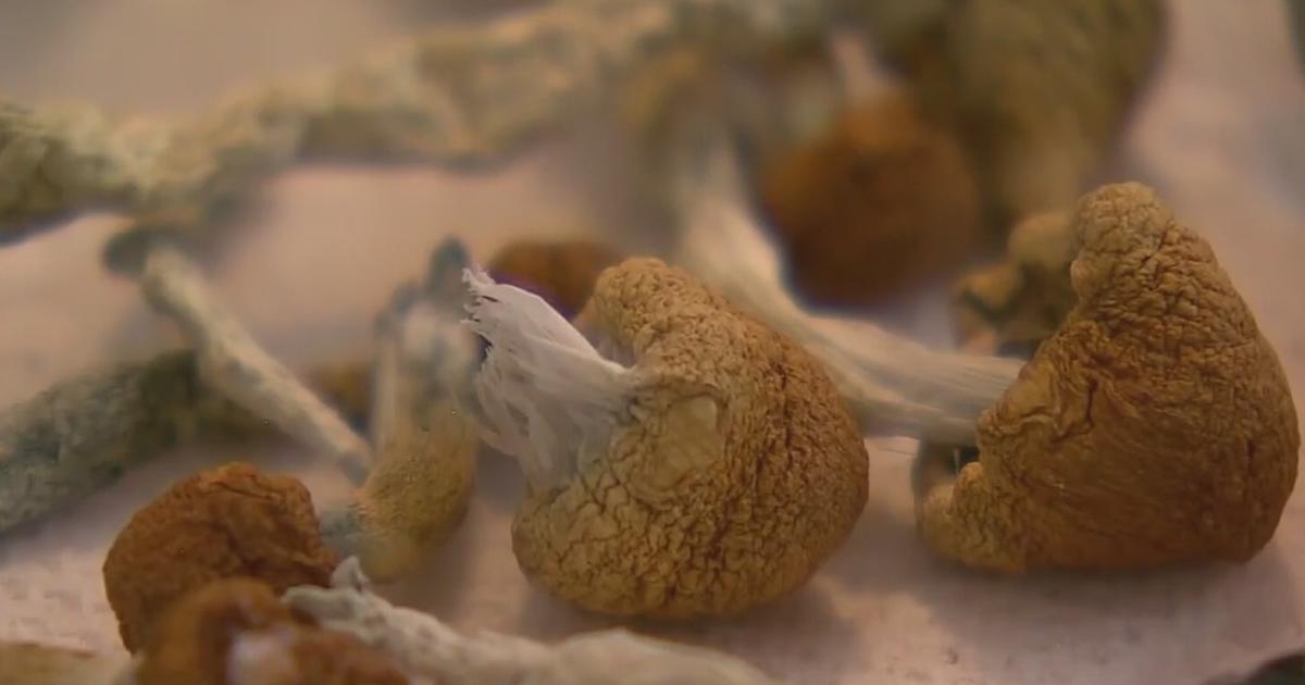 Colorado votes on decriminalizing "magic mushrooms" CBS Colorado