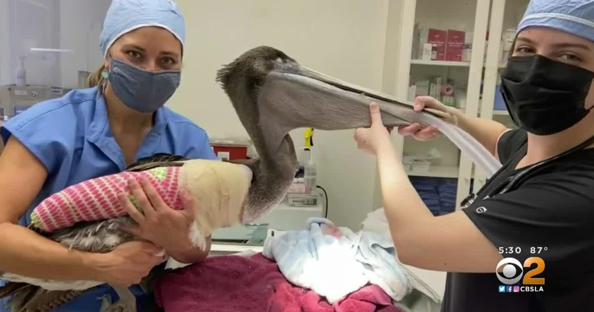 5,500 Reward Offered For Information In Orange County Pelican Attacks