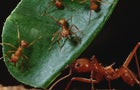 leaf-cutter-ants-mark-moffett-1280.jpg 