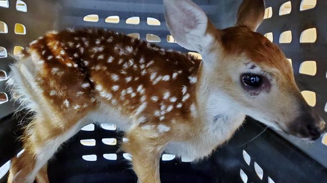 fawns-are-not-pets-CPW-SE-Region.jpg 