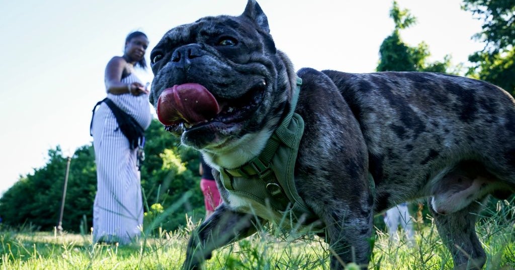 Anne Arundel County Animal Control Shares Pet Safety Tips For July 4th