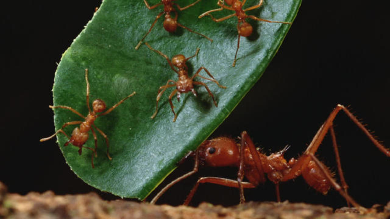 20,000,000,000,000,000 ants are crawling around Earth, researchers find,  weighing more in total than all birds and mammals combined - CBS News