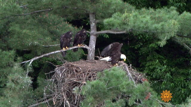 nature-eaglets-747074-640x360.jpg 