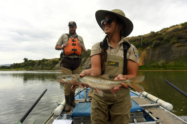 The U.S. Fish and Wildlife Service Colorado River Fish project (CRFP) is working hard to restore native fish populations in the Colorado River and other western rivers and lakes in Grand Junction, Colorado. 