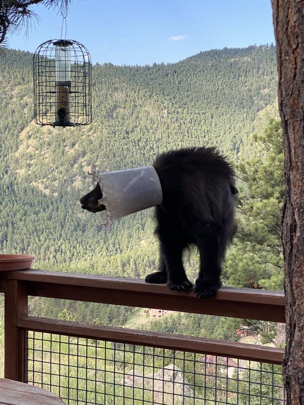 bear stuck in chicken feeder 