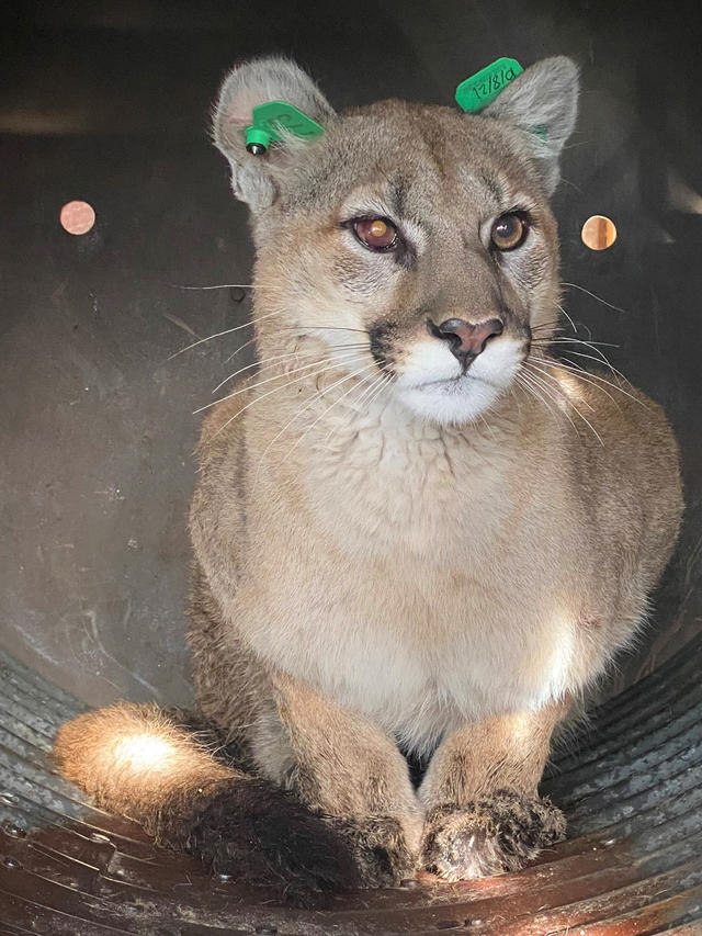 Colorado - Mountain Lion Foundation