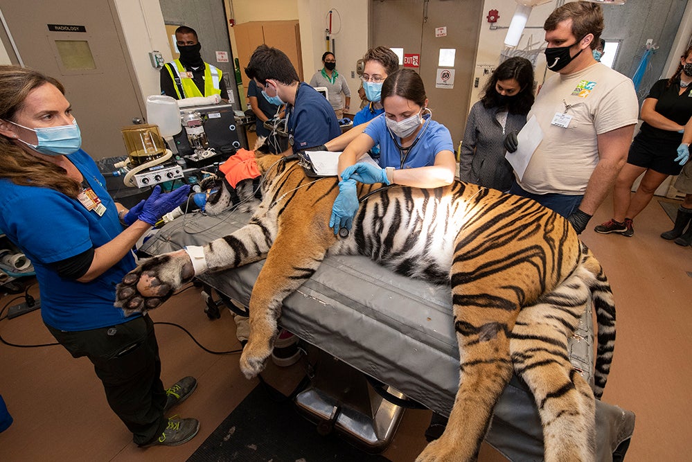 Zoo Miami Tiger 'Berani' Undergoes Fertility Exam CBS Miami
