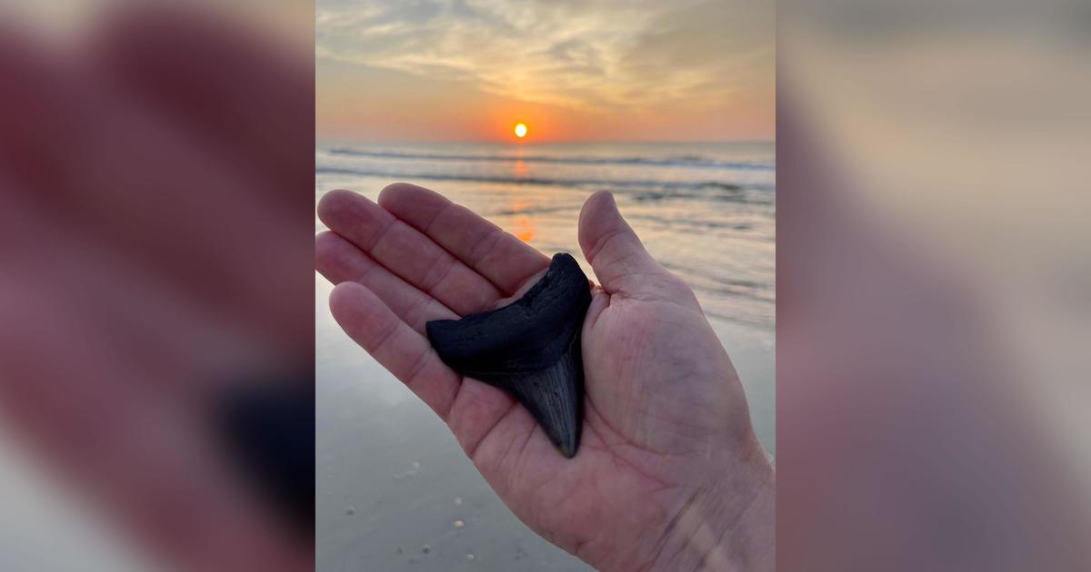 inch found in FL Gulf Megalodon Shark Tooth whole 2