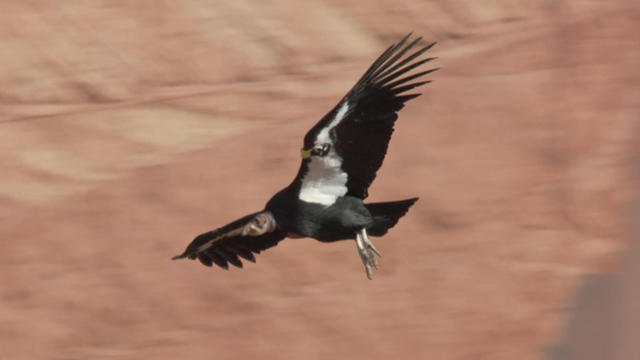 californiacondor-751408-640x360.jpg 