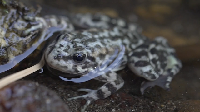 mountain-yellow-legged-frog.png 