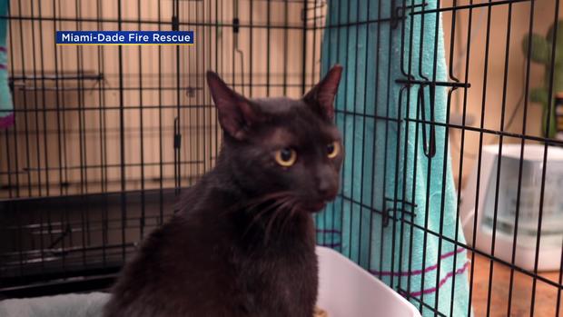Binx the Cat Reunited with Family Surfside 