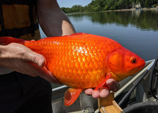 Giant goldfish found in Minnesota lake 