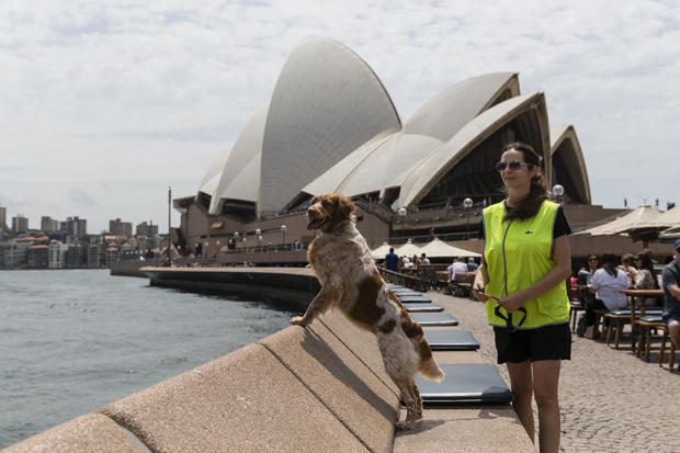Seagull Patrol Dog Protects Diners From Losing Their Meals At Sydney Opera House 