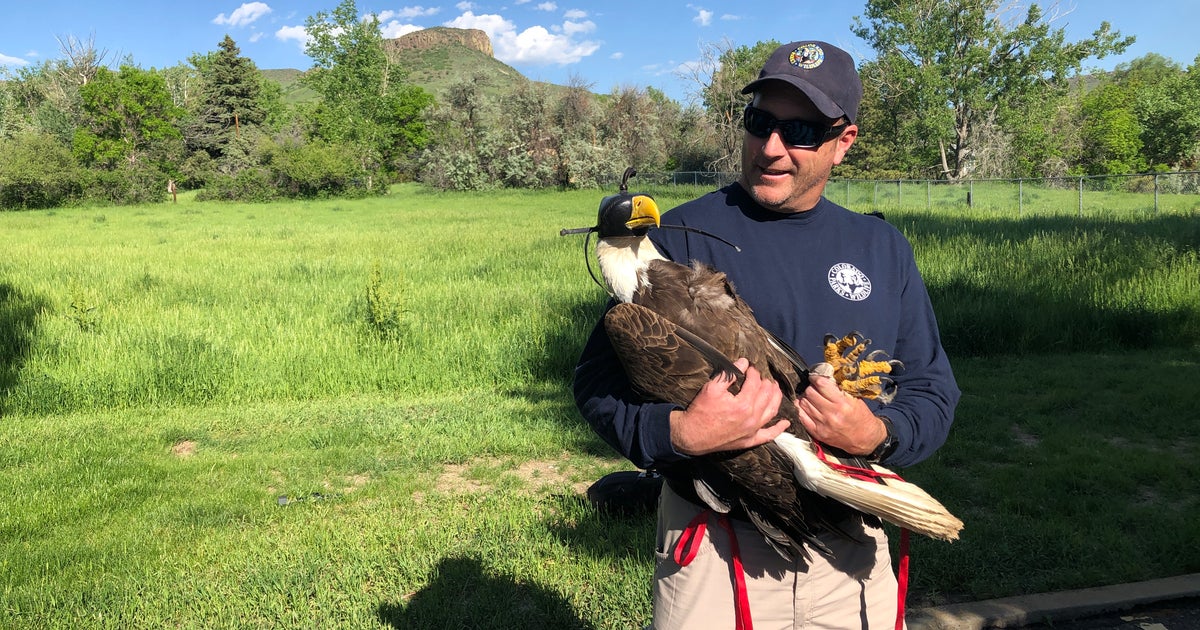 Dozens Of Bald Eagles In Colorado Being Fitted With Transmitters For ...