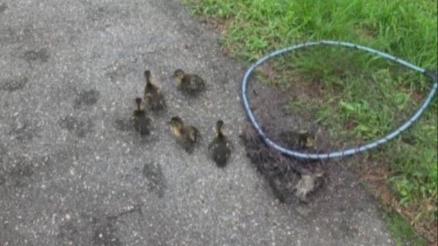 Stoneham-Ducklings-net.jpg 
