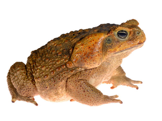 The cane toad (giant marine toad) Bufo marinus isolated on white 