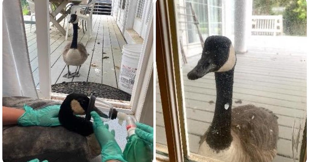 Goose Undergoing Surgery Gets Surprise Visit From His Mate Outside Cape ...