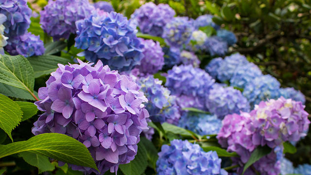 hydrangea.jpg 