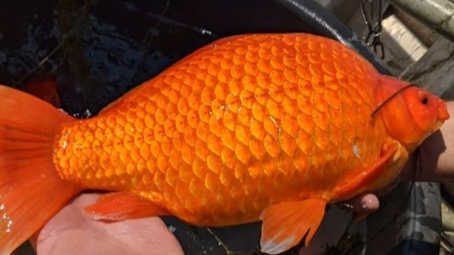 cbsn-fusion-massive-invasive-goldfish-discovered-in-minnesota-lake-thumbnail-754517-640x360.jpg 