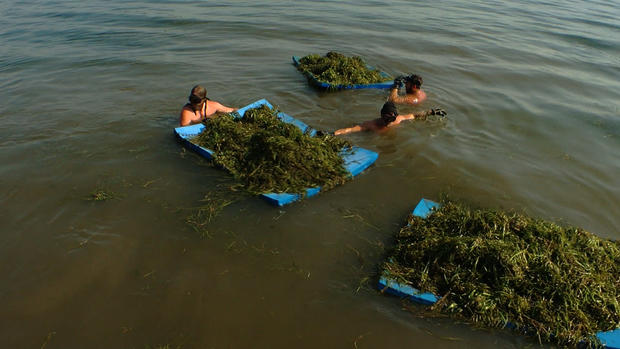 Crew Pulls Weeds From Lake Minnetonka 