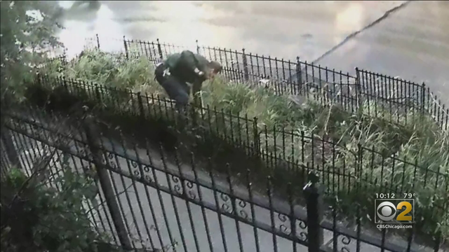 LakeviewRoseBushThief-8.png