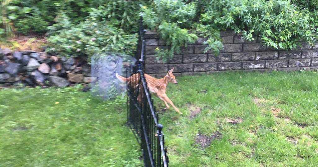 Ipswich Animal Control Helps Fawn Stuck In Metal Fence CBS Boston