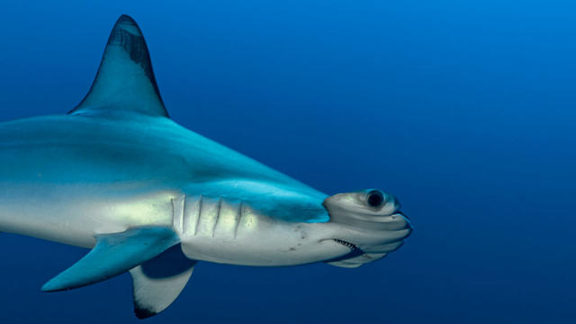 Hammerhead-Shark.jpg 