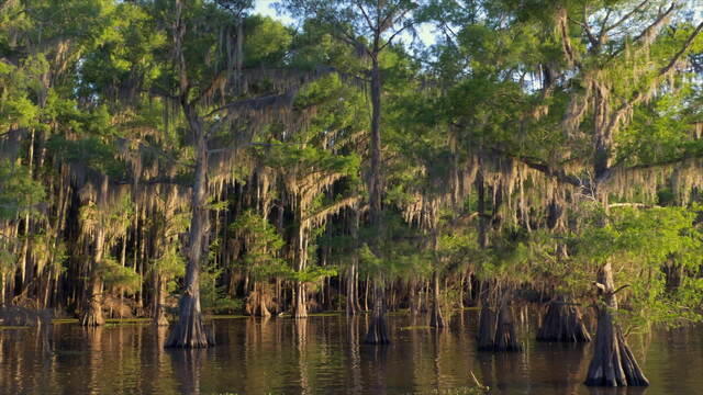 caddo-lake-756102-640x360.jpg 