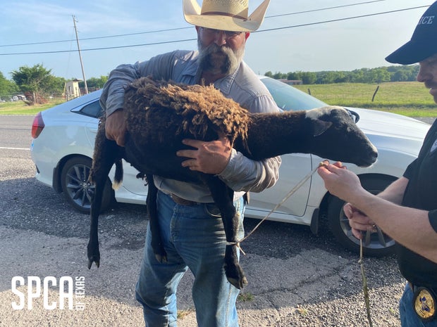 Sheep rescued from trunk in Hunt County 