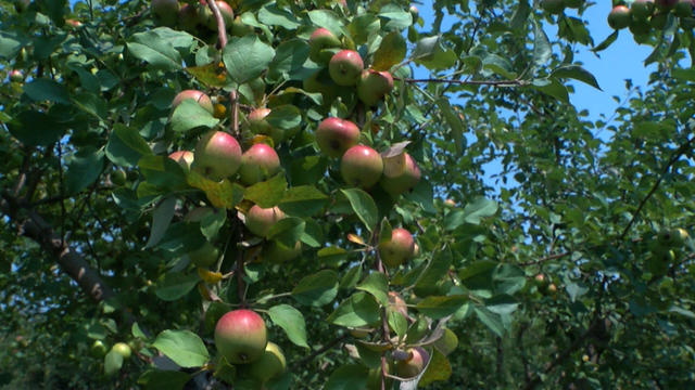 Minnesota-Harvest-apple-orchard-072021.jpg 