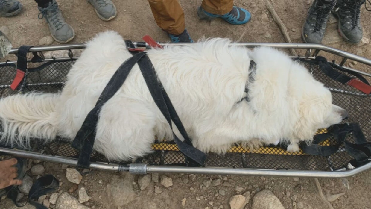 INCREASE IN RESCUES 5PKG.transfer_frame_651 