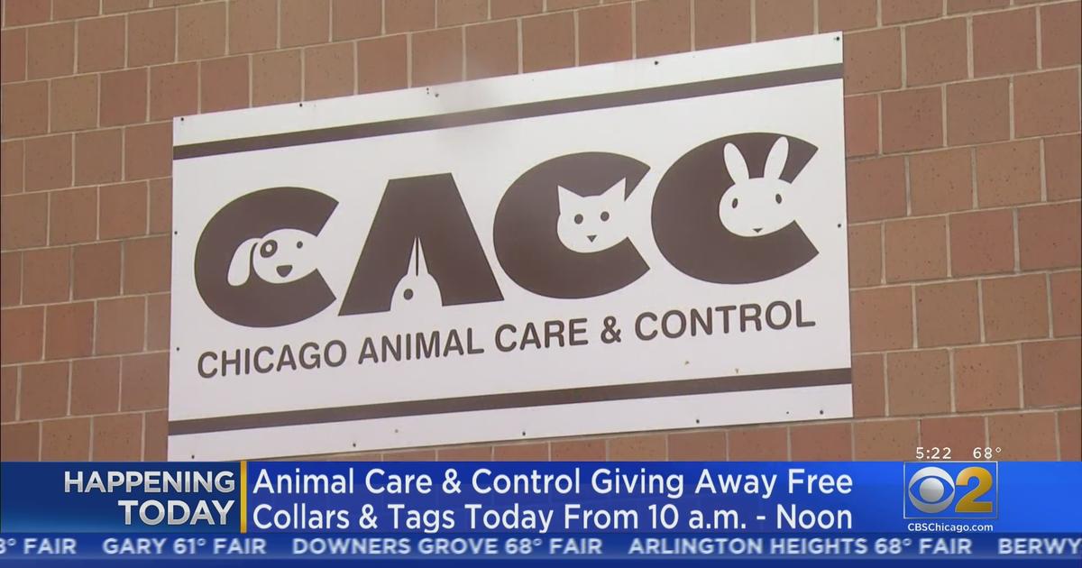 Chicago Animal Care And Control Giving Away Free Collars, Dog Tags ...