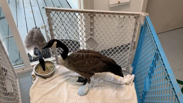 gooseupdate.jpg 